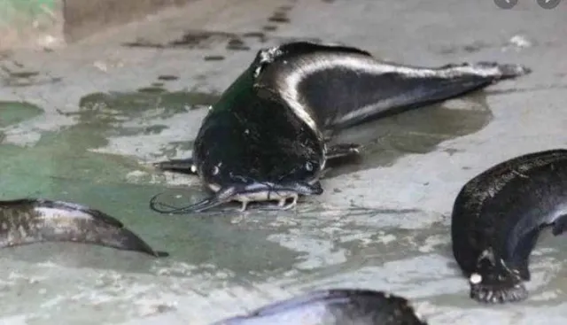 ଥାଇ ମାଗୁର ମାଛ ଖାଉଛନ୍ତି କି ? ହୋଇପାରେ କ୍ୟାନ୍ସର