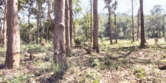 ଦଶପଲ୍ଲା : ଫାର୍ମ ହାଉସ୍‌ ପାଇଁ ଶାଳ ଜଙ୍ଗଲ ନଷ୍ଟ