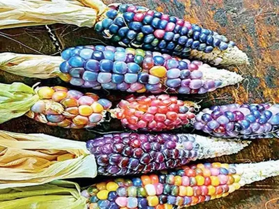 ‘ରତ୍ନପଥର’ ପରି ଦାନା ଥିବା ମକା ଫଳାଇଲେ ଆନ୍ଧ୍ରପ୍ରଦେଶର ଦୁଇ କୃଷକ