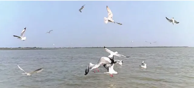 ବିଦେଶାଗତ ଅତିଥି ପକ୍ଷୀଙ୍କ ଘରବାହୁଡ଼ା, ଉଦ୍‌ବେଗ ପ୍ରକାଶ କଲେ ପକ୍ଷୀ ପ୍ରେମୀ