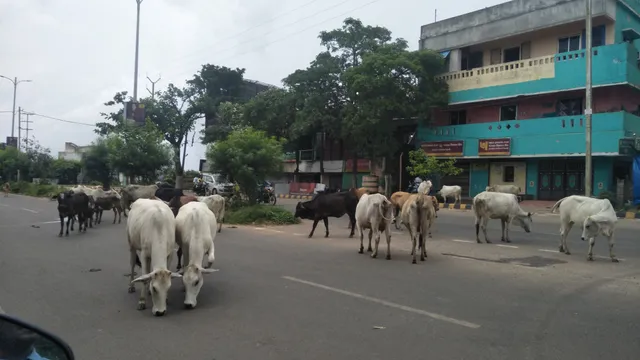 ଷଣ୍ଢ ମାରିବା ପରେ ବିଏମ୍‌ସି ନିଦ ଭାଙ୍ଗିଲା : ଜିଲ୍ଲା ପାର୍‌ ହେବେ ବୁଲା ଗାଈଗୋରୁ