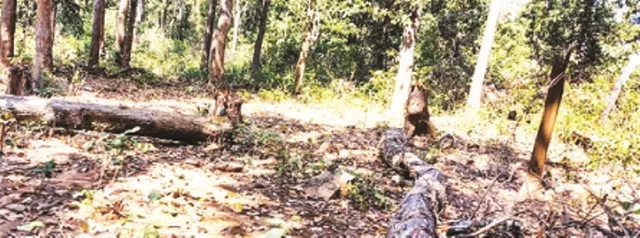 କାଠ ମାଫିଆଙ୍କ କରିଡର ପାଲଟିଛି ନଗଡ଼ା ସଡ଼କ