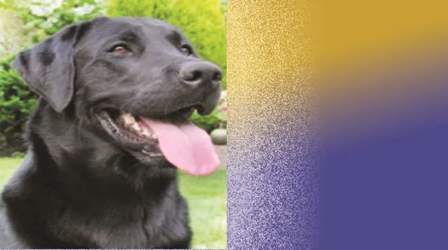 ଦାରିଦ୍ର‌୍ୟର କଷାଘାତ ନେଇଗଲା ନାବାଳିକା କଣ୍ଢେଇର ଜୀବନ, ଫେଲ୍‌ ମାରିଲା ବ୍ୟବସ୍ଥା