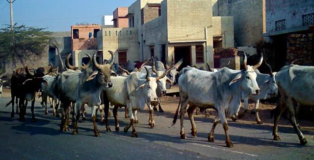 ଗାଈଙ୍କ ପାଇଁ ବଞ୍ଚିଗଲା ସିଆରପିଏଫ ଯବାନଙ୍କ ଜୀବନ