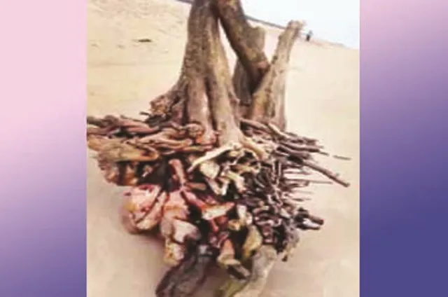 ଗଂଜାମ ଜିଲ୍ଲା ଚିକିଟି ବ୍ଲକ୍‌ ସୁନାପୁର ବେଳାଭୂମିରେ ବିରଳ ସାମୁଦ୍ରିକ ବୃକ୍ଷ