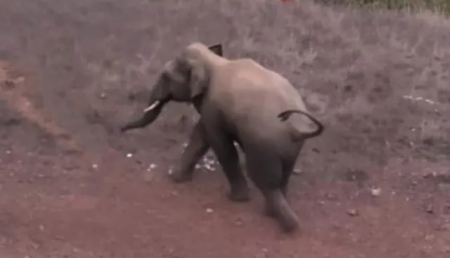 ପିପିଲିରେ ଦନ୍ତାର ଉତ୍ପାତ: ପୁଣି ଜଣକୁ ଦଳିଲା, ଗୁରୁତର ଅବସ୍ଥାରେ କ୍ୟାପିଟାଲ ହସ୍ପିଟାଲ ସ୍ଥାନାନ୍ତର