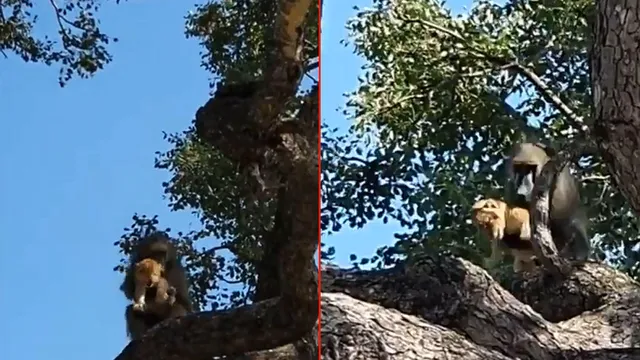 ଦେଖନ୍ତୁ କିପରି ଗଛ ଉପରେ ସିଂହ ଛୁଆକୁ ଧରି ଗେଲ କରୁଛି ମାଙ୍କଡ଼