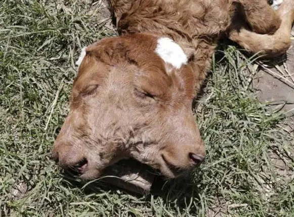 ଦୁଇଟି ମୁଣ୍ଡ ଥିବା ବାଛୁରୀ ଜନ୍ମକୁ ନେଇ ଚର୍ଚ୍ଚା, ଦେଖିବା ପାଇଁ ଜମିଲା ଭିଡ଼