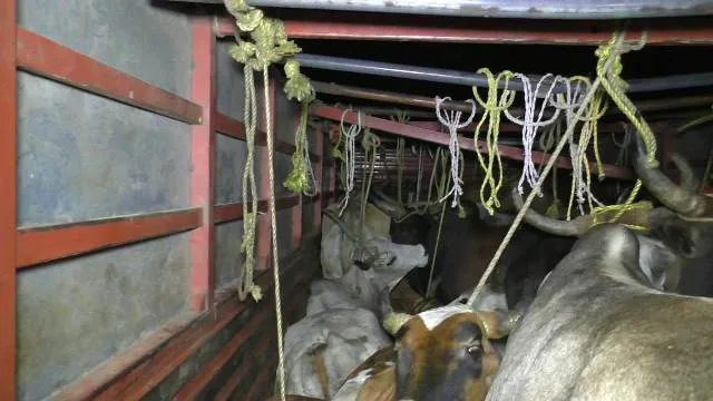 ବିନିକା : ଗୋରୁ ବୋଝେଇ ଗାଡି ଅଟକ, ଗୋରୁ ଚାଲାଣକାରୀଙ୍କୁ ନିର୍ଧୁମ ଛେଚିଲେ ଲୋକେ