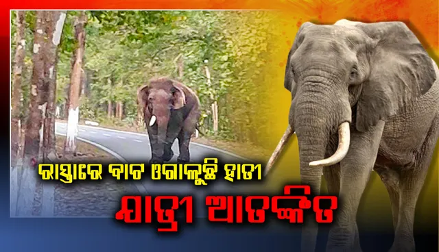 ରାସ୍ତାରେ ବାଟ ଓଗାଳୁଛି ହାତୀ, ଯାତ୍ରୀ ଆତଙ୍କିତ