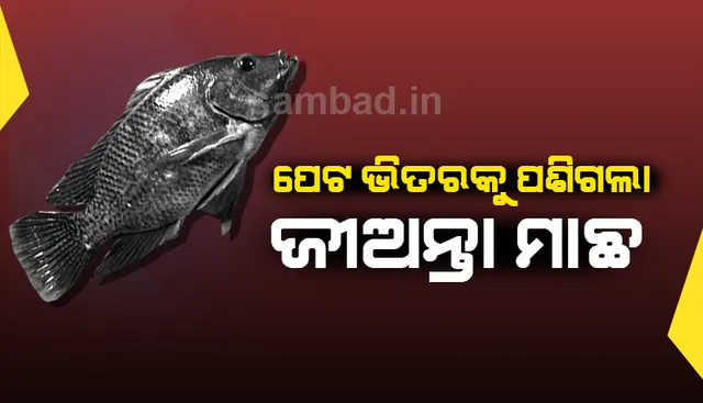 ମାଛ ଧରିବା ଲାଗି ପୋଖରୀକୁ ଯାଇଥିଲେ, ପେଟ ଭିତରକୁ ଜୀଅନ୍ତା ମାଛ ପଶିଯିବାରୁ ଯୁବକଙ୍କ ମୃତ୍ୟୁ