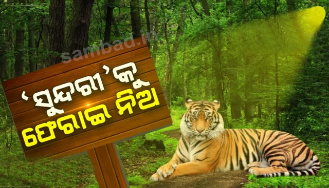 ମଧ୍ୟପ୍ରଦେଶକୁ ଓଡ଼ିଶା ବନବିଭାଗର ଚିଠି  : ଯେତେ ଶୀଘ୍ର ସମ୍ଭବ ବାଘୁଣୀ ସୁନ୍ଦରୀକୁ କାହ୍ନାକୁ ଫେରାଇ ନିଅ