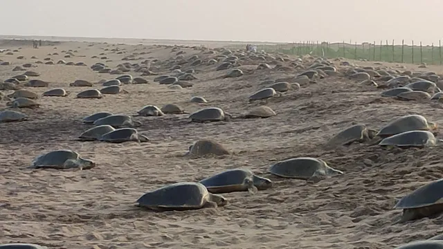 ଋଷିକୁଲ୍ୟା ମୁହାଣ ବେଳାଭୂମିରେ ଅଣ୍ଡାଦାନ କଲେ ୩ ଲକ୍ଷ ୮ ହଜାର ୯୧୭ ଅଲିଭ୍‌ ରିଡ୍‌ଲେ