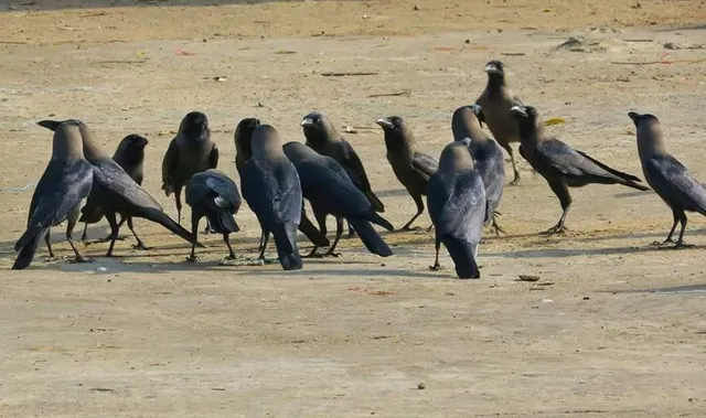 ଖାଦ୍ୟ ଚିନ୍ତାରେ ବୈଠକ! (ଫଟୋ: ମନୋଜ ବିଶ୍ୱାଳ, ବାଲେଶ୍ୱର)