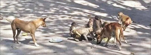 ବ୍ରଜରାଜନଗର : ଏକାଠି ଖାଇଲେ ମାଙ୍କଡ଼-କୁକୁର