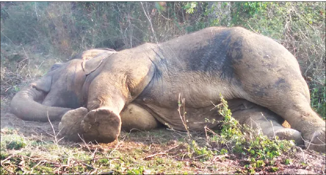ଚିକିତ୍ସା ଅବହେଳାରୁ ଅସୁସ୍ଥ ହାତୀର ମୃତ୍ୟୁ