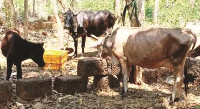 ମିଳୁନି ଗୋ-ଖାଦ୍ୟ : ଦୁଗ୍ଧ ଚାଷୀଙ୍କ ମୁଣ୍ଡରେ ଚଡ଼କ