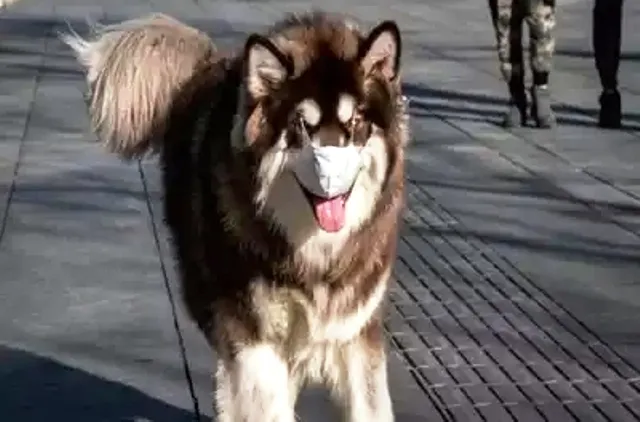 ମଣିଷରୁ ପ୍ରାଣୀକୁ ସଂକ୍ରମିତ ହେଲା ଭୂତାଣୁ; ହଙ୍ଗ୍‌ କଙ୍ଗ୍‌ରେ ‘କୋଭିଡ୍‌-୧୯’ ଆକ୍ରାନ୍ତ ପୋଷା କୁକୁର