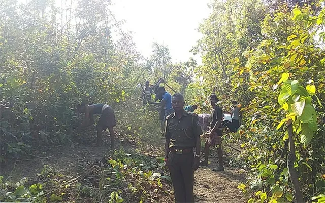 ଝାରସୁଗୁଡ଼ା: ଲକ୍‌ଡାଉନ୍ ସମୟରେ ଚାଲିଛି ଜଙ୍ଗଲ ସଫେଇ