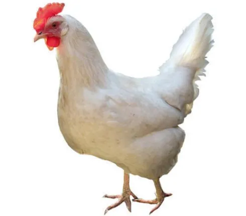 ଗଞ୍ଜାମର କୁକୁଡା ଚାଷୀଙ୍କୁ କରୋନା ମାଡ, ଜିଲ୍ଲା ଗଚ୍ଛିତ ଅଛି ୭୦ ଲକ୍ଷ ଅଣ୍ଡା