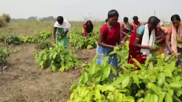 ହ୍ରାସ ପାଇଚାଲିଛି କେନ୍ଦୁପତ୍ର ଉତ୍ପାଦନ: ହଜାର ହଜାର ଶ୍ରମିକଙ୍କ ଜୀବନଜୀବିକା ପ୍ରତି ପ୍ରଶ୍ନବାଚ