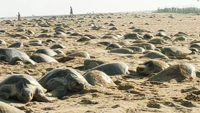 ଗଞ୍ଜାମ ଉପକୂଳରେ ‘ବିରଳ ଆଲବିନୋ’ କଇଁଛ