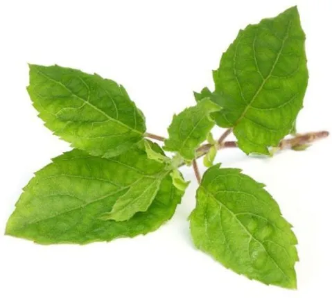 କରୋନା ଆତଙ୍କ ନେଇ ଅଦ୍ଭୁତ ପରିସ୍ଥିତି : ଚାଲିଛି ତୁଳସୀ ପାଲା