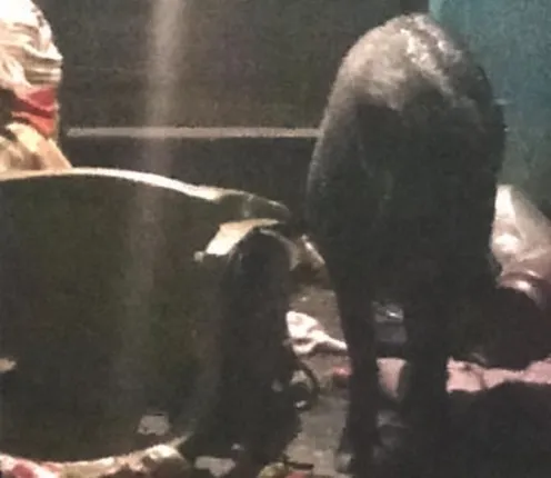 ବେଗୁନିଆପଡ଼ା ବ୍ଲକ୍ ତାଳସର ଗ୍ରାମ ସୂର୍ଯ୍ୟନଗର ସାହିରେ ଘର ଭିତରେ ପଶିଲା ବାର୍‌ହା, ଆକ୍ରମଣରେ ଜଣେ ଆହତ, ୩ ବର୍ତ୍ତିଲେ