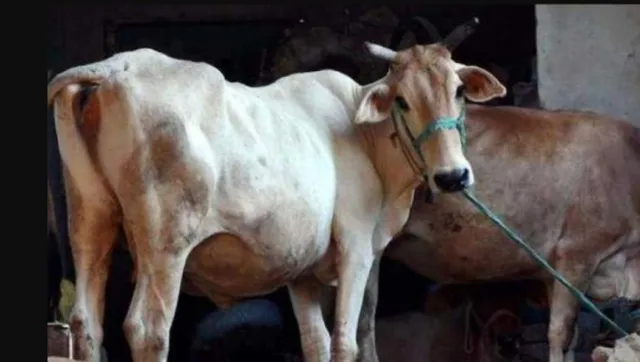 ନୃଶଂସତାର ସୀମା ପାର: ଗାଈ ସହ ଦୁଷ୍କର୍ମ କରି ହତ୍ୟା କଲେ ଯୁବକ, ଗିରଫ କଲା ପୁଲିସ