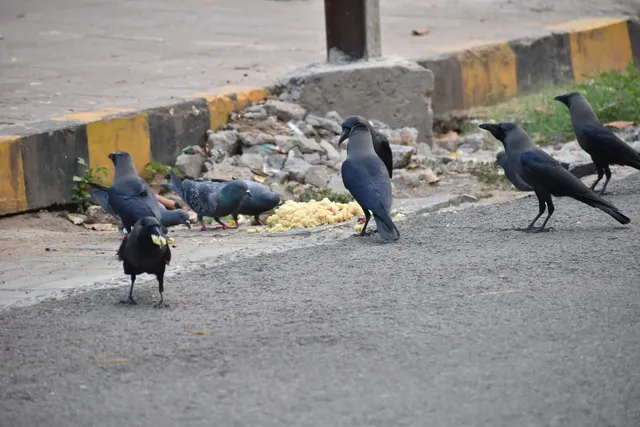 ଖାଦ୍ୟ ପାଇଁ ଏକତ୍ର । (ଫଟୋ: ବିଭୂତି, ଭୁବନେଶ୍ୱର)