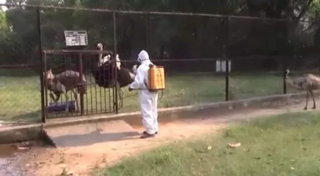 ଚିଡିଆଖାନାରେ କରୋନା ଚିନ୍ତା, ବିଶୋଧନ ହେଲା ଆଇଜି ପାର୍କ ଚିଡ଼ିଆଖାନା