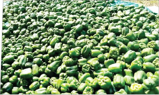 କାନ୍ଦୁଛନ୍ତି କ୍ୟାପ୍ସିକମ ଚାଷୀ, ବିଲରେ ୧୫ କ୍ବିଣ୍ଟାଲରୁ ଅଧିକ କ୍ୟାପ୍ସିକମ୍‌ ପଚିଲାଣି