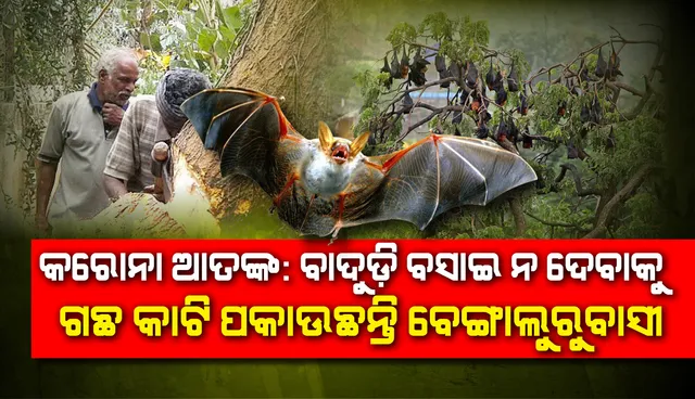 କରୋନାଭାଇରସ୍ ଆତଙ୍କ: ବାଦୁଡ଼ି ବସାଇ ନ ଦେବାକୁ ଗଛ କାଟି ପକାଉଛନ୍ତି ବେଙ୍ଗାଲୁରୁବାସୀ