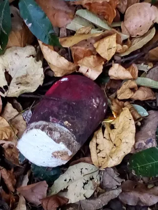 ପ୍ରସିଦ୍ଧ କେଲିଆ ଶୈବପୀଠ ନିକଟ ପାର୍ବତୀ ମନ୍ଦିରରେ ଦୂର୍ବୁତ୍ତଙ୍କ ଉନ୍ମୁକ୍ତ କାଣ୍ଡ, ଭାଙ୍ଗିଦେଲେ ବହୁ ପୁରାତନ କୀର୍ତ୍ତିରାଜି