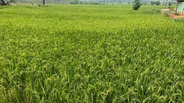 ହସୁଛି ଖେତ କାନ୍ଦୁଛି କୃଷକ । (ଫଟୋ: ତରୁଣ, ଜୟପୁର)