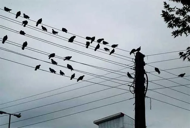 ଲକ୍‌ଡାଉନ୍‌ ଆଣି ଦେଇଛି ପରିବଶେରେ ସ୍ୱଚ୍ଛତା, ଶିଳ୍ପନଗରୀ ଆକାଶରେ ପକ୍ଷୀ