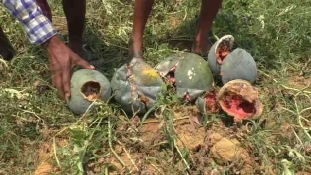 ଝାରସୁଗୁଡ଼ା : କରୋନା କଟକଣା ଯୋଗୁଁ ଜମିରେ ପଚି ନଷ୍ଟ ହେଉଛି ତରଭୁଜ ଓ ମାଖନ, ଚିନ୍ତାରେ ଚାଷୀ