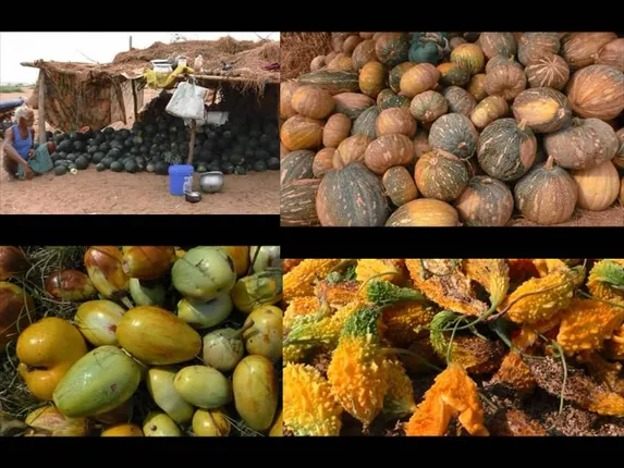 ପନିପରିବା ଚାଷୀଙ୍କୁ କରୋନା ମାଡ଼: ଲକ୍ ଡାଉନ୍ ପ୍ରଭାବରେ ପନିପରିବା ଚାଷ ନଷ୍ଟ