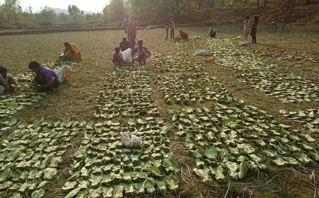 ଲକଡାଉନ ଓ କୁଆପଥର ମାଡ଼ ଯୋଗୁଁ କେନ୍ଦୁପତ୍ର କ୍ଷତିଗ୍ରସ୍ତ, କଳାହାଣ୍ଡି ଜିଲ୍ଲାରେ ୨୦ ପ୍ରତିଶତ କେନ୍ଦୁପତ୍ର ନଷ୍ଟ