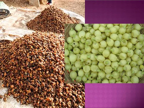 ଦଲାଲ କବଜାରେ ଆଦିବାସୀଙ୍କ ମହୁଲ ଫୁଲ, ୨୫ କେଜି ମହୁଲକୁ ୫ଟଙ୍କାରେ ବିକ୍ରି ଅଭିଯୋଗ