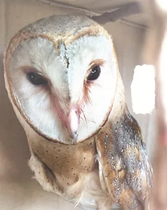 ବିରଳ ପ୍ରଜାତିର ଧଳା ପେଚା ଉଦ୍ଧାର