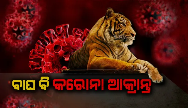 ନ୍ୟୁୟର୍କର ବ୍ରଙ୍କ୍ସ୍ ଚିଡ଼ିଆଖାନାର ବାଘ କରୋନାଭାଇରସ୍ ଦ୍ୱାରା ସଂକ୍ରମିତ