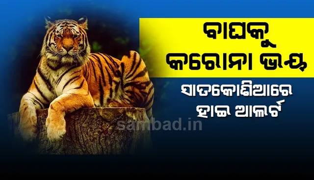 ସାତକୋଶିଆ ବ୍ୟାଘ୍ର ପ୍ରକଳ୍ପରେ ଆଲର୍ଟ: ମଣିଷଠୁ କରୋନା ସଂକ୍ରମଣ ଭୟ, ଜଳାଶୟ ହୋଇପାରେ ପ୍ରମୁଖ ମାଧ୍ୟମ