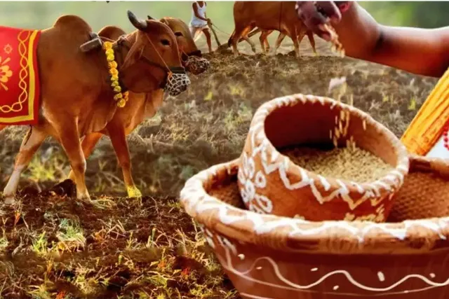 ୨୬ ତାରିଖରେ ଅକ୍ଷୟ ତୃତୀୟା : ବିନା ବିହନରେ ଚାଷ!