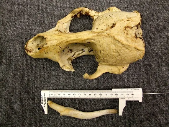 ଆମ ଦୁନିଆ : କ୍ଷୁଦ୍ରତମ ମାଙ୍କଡ଼ର ଅବଶେଷ ଓ ଜୋତାର ଦାମ୍‌ ୧୪୧ କୋଟି