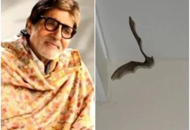 ଅମିତାଭ ବଚ୍ଚନଙ୍କ ବ୍ରେକିଂ ନିଉଜ୍‌.. ମୋ ଘରେ ବାଦୁଡ଼ି ପଶିଗଲା