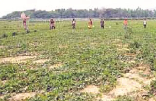 ପୋଟଳ ଚାଷୀଙ୍କ ପେଟଚିନ୍ତା : ଲକ୍‌ଡାଉନ୍‌ ଯୋଗୁଁ ବିକ୍ରି ହୋଇପାରୁନି, ବିଲରେ ଫସଲ ପଚିଶଢ଼ି ନଷ୍ଟ ହେଉଛି