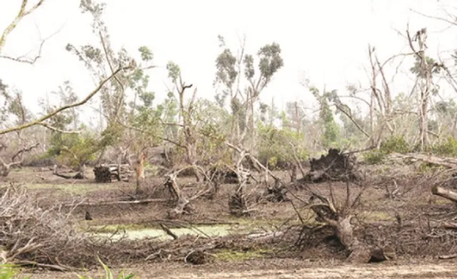 ବାଲୁଖଣ୍ଡ ଅଭୟାରଣ୍ୟ: ଲାଗୁନି ଚାରା, ଫେରୁନି ସବୁଜିମା