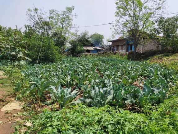 ଗ୍ରାଉଣ୍ଡ ଜିରୋରୁ ରିପୋର୍ଟ: ଦୁର୍ଦ୍ଦଶାରେ ଛୋଟ ଚାଷୀ, ଫସଲରେ ଲାଗିଛି ରୋଗପୋକ