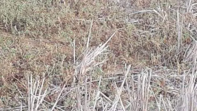 ଗାଁ ନିକଟରେ ମିଳିଲା ଅର୍ଦ୍ଧଦଗ୍ଧ ମୃତଦେହ, ହତ୍ୟା ପରେ ଶବକୁ ପୋଡ଼ି ଦିଆଯାଇଥିବା ସନ୍ଦେହ